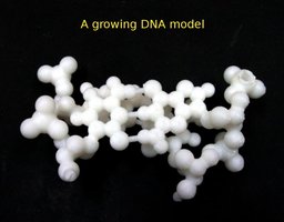 A growing DNA model