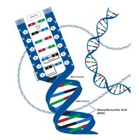 DNA double helix and base pairing diagram