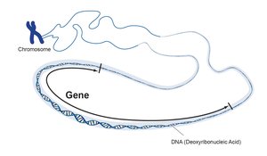 Diagram showing chromosome, gene, and DNA relationships