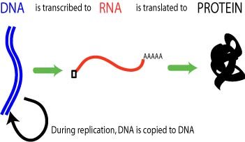 Central dogma flow