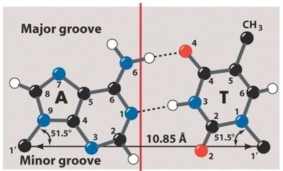 G-C base pairing structure