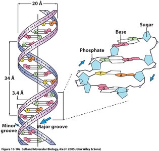 DNA double helix structure