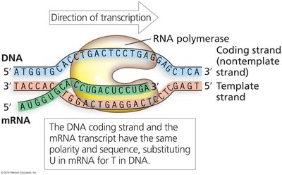 mRNA and DNA template/coding strands