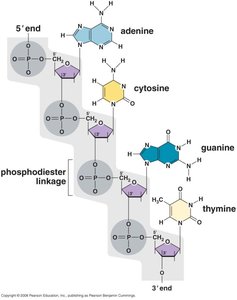 RNA structure with uracil and ribose