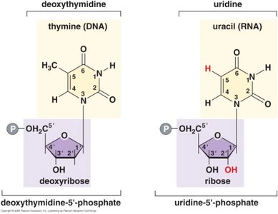 Comparison of DNA and RNA structure