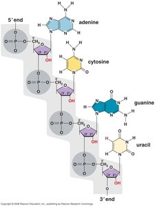 Thymine vs. Uracil structure