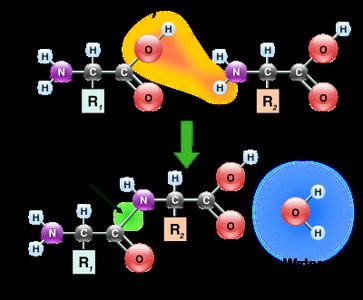 Essential amino acids with acid or base R-groups