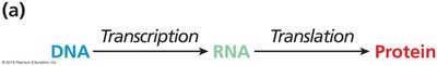 Central dogma diagram