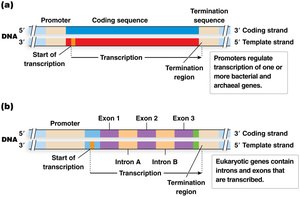 Gene structure in bacteria, archaea, and eukaryotes