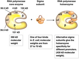 Bacterial RNA polymerase core and sigma subunit