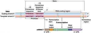 Bacterial promoter structure