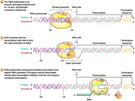 Bacterial transcription steps