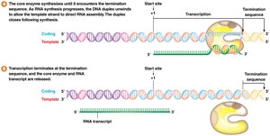 Bacterial transcription steps