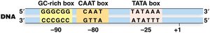 Eukaryotic promoter consensus sequence elements