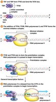 General transcription factor proteins bind promoter region