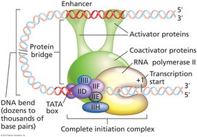 Enhancer sequences and DNA bending