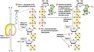 Capping the 5′ end of eukaryotic pre-mRNA