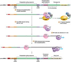 Polyadenylation of the 3′ end of eukaryotic pre-mRNA