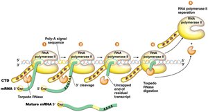 Torpedo model of eukaryotic transcription termination
