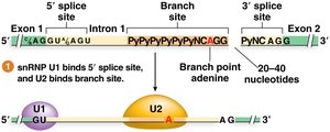 Intron splicing in eukaryotic pre-mRNA