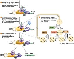 Intron splicing in eukaryotic pre-mRNA