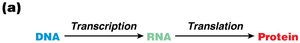 Central dogma of biology