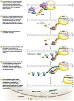 Gene Expression Machine Model for Coupling Transcription with pre-mRNA Processing