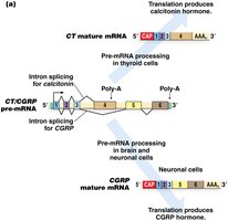 Alternative splicing in CT/CGRP gene