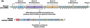 Alternative splicing in Dscam gene