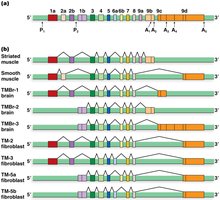 Alternative pre-mRNA processing of rat α-tropomyosin gene