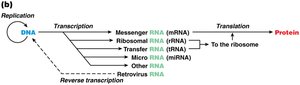 Updated central dogma with reverse transcription and RNA types