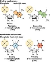 Four RNA ribonucleotides