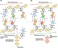 RNA synthesis and phosphodiester bond formation
