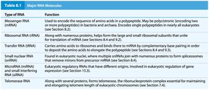Major RNA molecules table