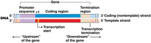 Gene structure diagram