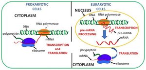 Location of transcription and translation in prokaryotes and eukaryotes