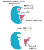 Aminoacyl-tRNA synthetase charging tRNA