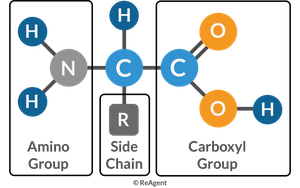 Basic structure of an amino acid
