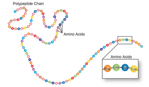 Polypeptide chain and peptide bonds