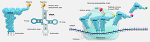 Translation process: initiation, elongation, termination