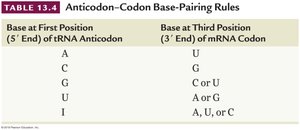 Wobble base pairing table