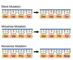 Silent, missense, and nonsense mutations