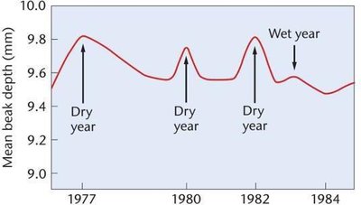 Graph showing mean beak depth in finches over time, with increases during dry years and decreases during wet years