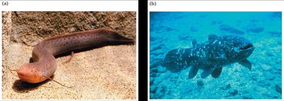 Images of lungfish and coelacanth, used in phylogenetic analysis