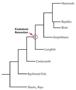 Phylogenetic tree of jawed vertebrates, showing relationships among major groups