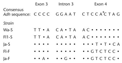 Table showing DNA sequence variation in the Adh gene among Drosophila strains