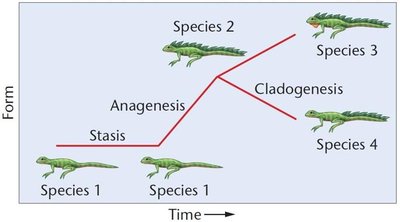 Diagram showing anagenesis and cladogenesis in speciation
