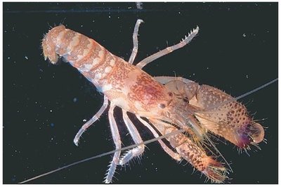 Image of a snapping shrimp, an example of speciation due to geographic isolation