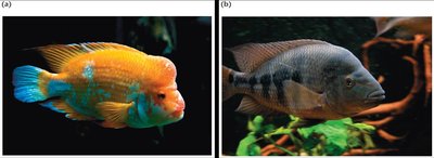 Two species of cichlid fish in Lake Apoyo, showing morphological divergence