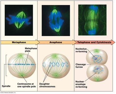 Stages of mitosis: metaphase, anaphase, telophase, cytokinesis